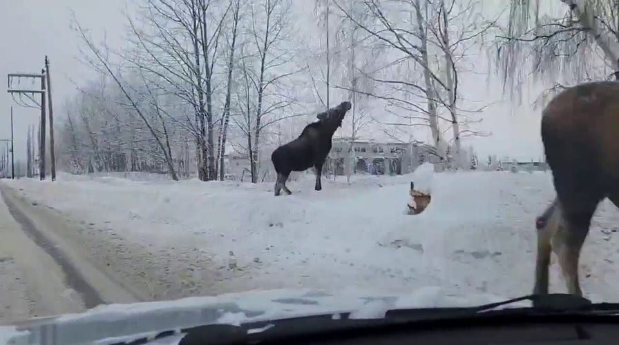 Massive moose draw drivers' attention on the side of Alaska road
