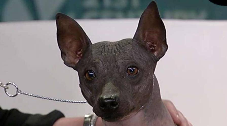 New dog breeds join American Kennel Club's roster