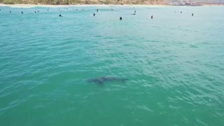 Several Great White sharks spotted swimming with surfers near California beach shore - Fox News