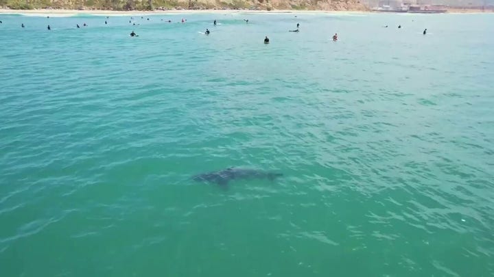 Several great white sharks spotted swimming with surfers near California beach shore