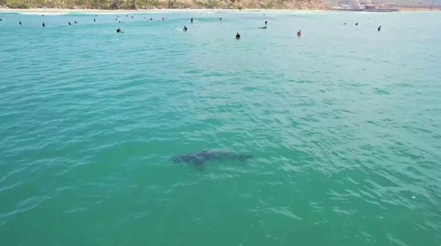 Several great white sharks spotted swimming with surfers near California beach shore