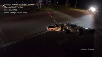 Alligator seen lunging at trappers: See the wild video