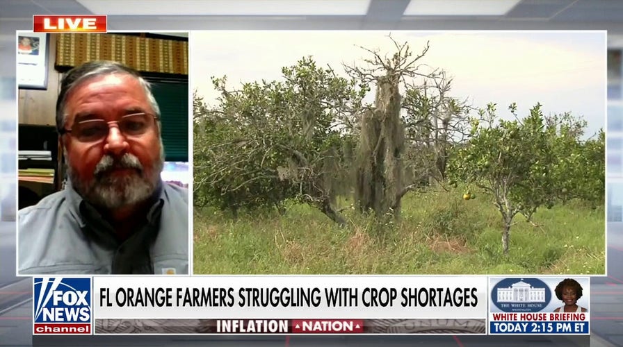 Citrus farmer warns of crises facing industry as orange juice prices rise