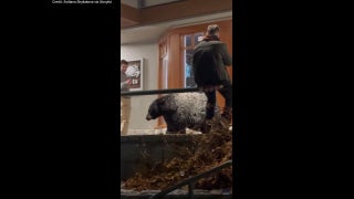 Ski resort guests get dangerously close to large bear wandering around town - Fox News