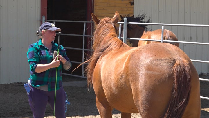 Horse therapy helps veterans struggling with mental health
