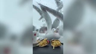 Seagulls try to steal McDonald’s fries from passengers inside a car - Fox News