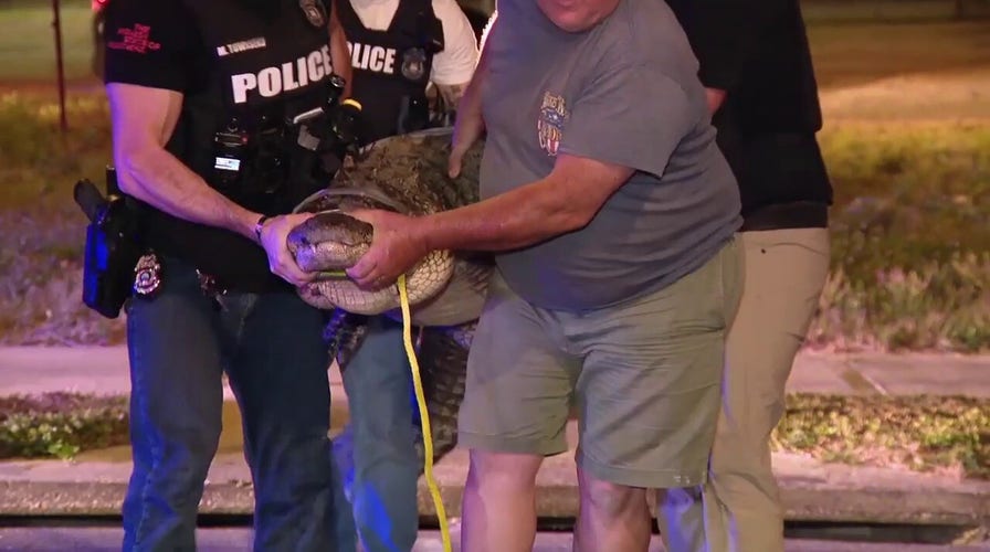 Insti-gator: giant reptile trapped in truck bed