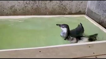 WATCH: Penguins learn to SWIM