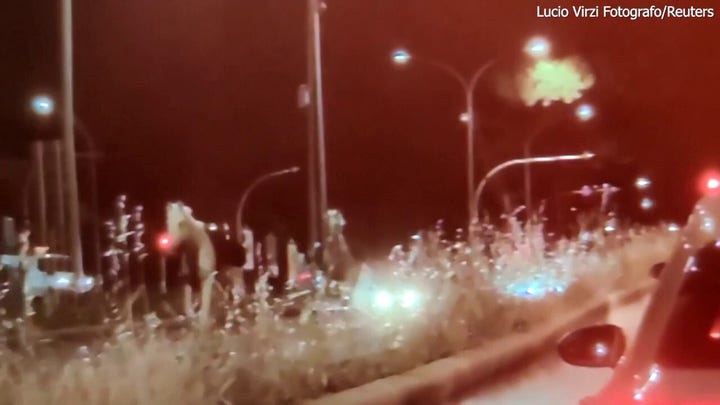 Unos caballos se desbocan por Roma después de que, según se informa, unos fuegos artificiales no autorizados provocaran el caos antes del desfile nacional