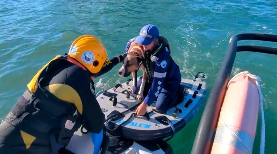 Volunteers race to rescue dog after remarkable swim to island safety