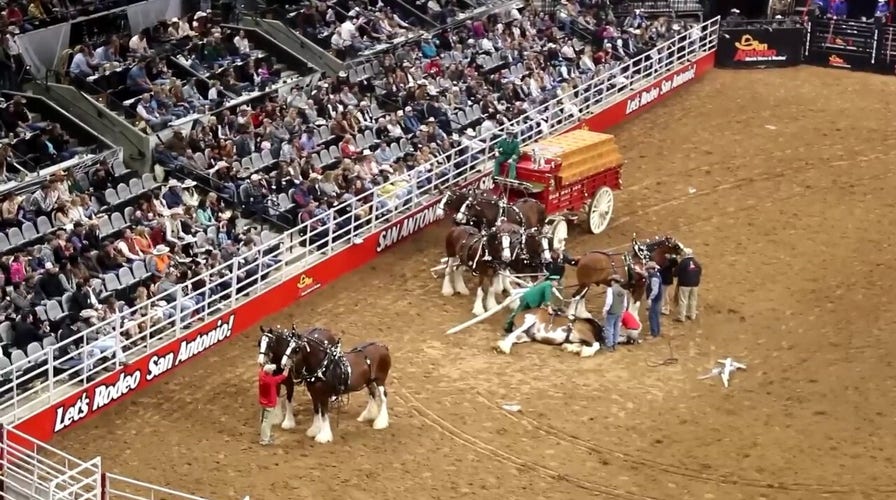 Budweiser Clydesdales get tangled up, fall down during Texas stock and rodeo show | Fox News