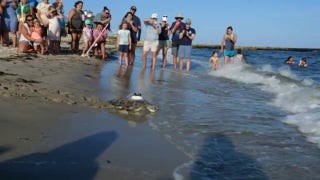 Return home! Sea turtles released off the Cape Cod coast - Fox News