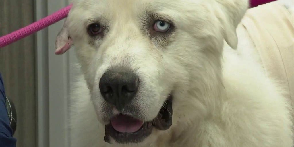 Georgia dog kills 8 coyotes to save sheep | Fox News Video