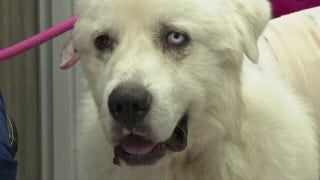 Georgia dog kills 8 coyotes to save sheep - Fox News