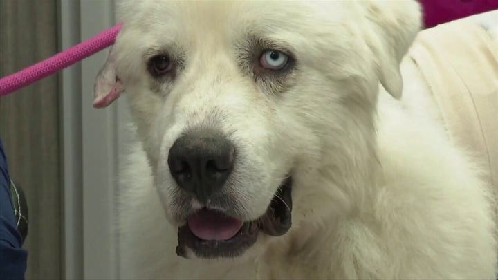 Georgia dog kills 8 coyotes to save sheep