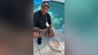 Humane Iguana Control shares removal process of iguana in Miami resort swimming pool  - Fox News