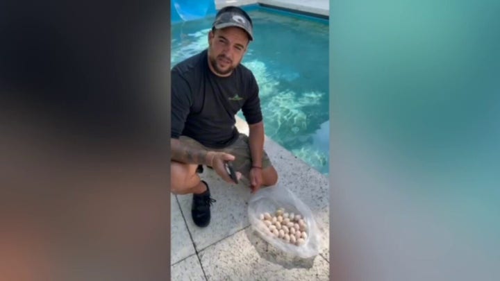 Humane Iguana Control shares removal process of iguana in Miami resort swimming pool 