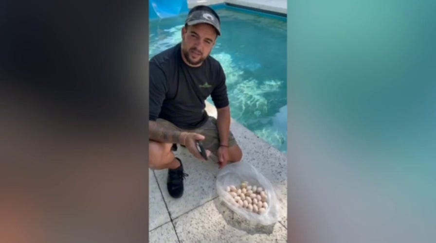 Humane Iguana Control shares removal process of iguana in Miami resort swimming pool 