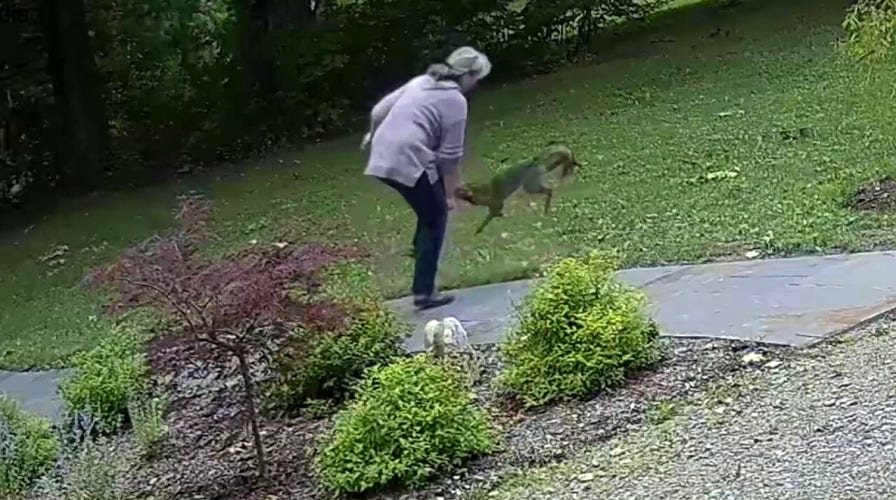 Rabid fox repeatedly bites woman in frenzied attack