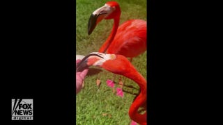 Beautiful flamingos enjoy snacks fed by hand - Fox News