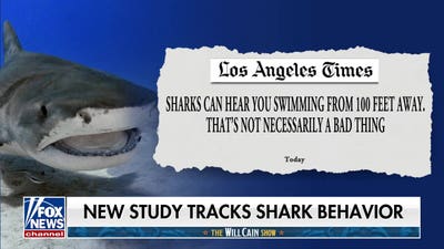 Caught on camera: Great white shark goes airborne