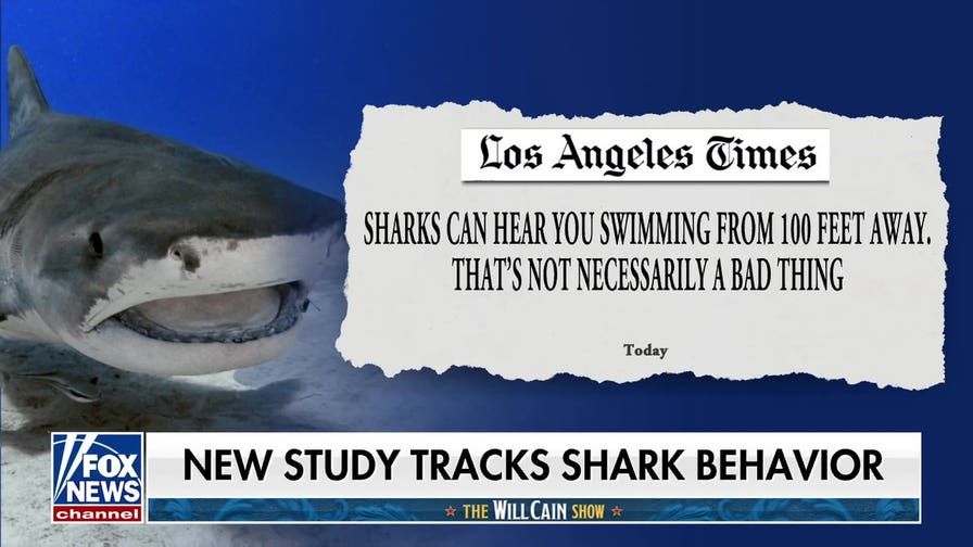 Caught on camera: Great white shark goes airborne