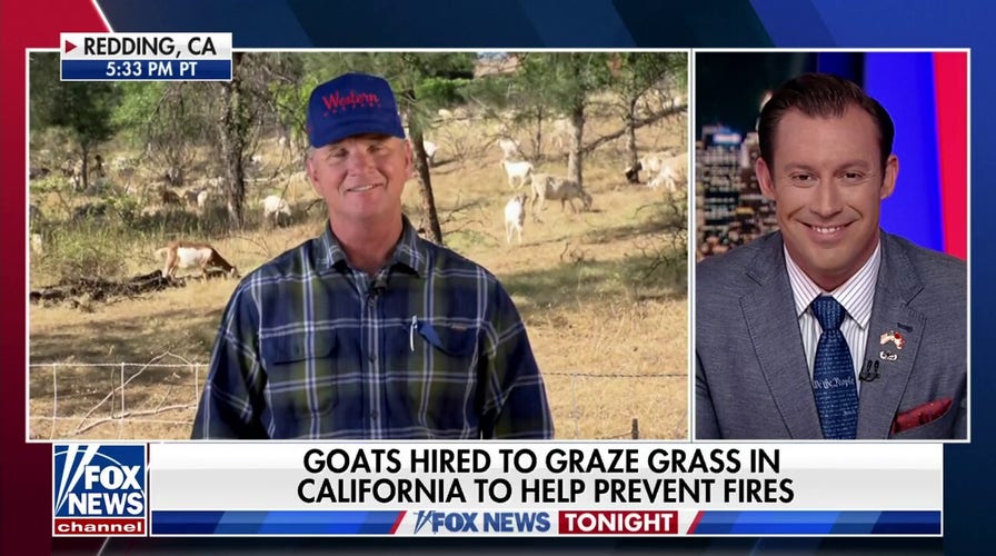 New CA law could put these goat herders out of a job