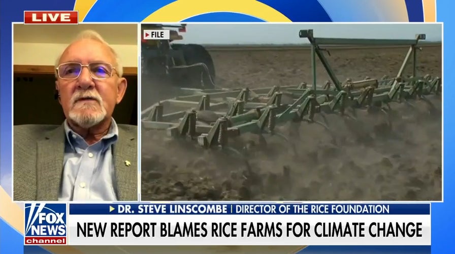 New report blames rice farms for climate change