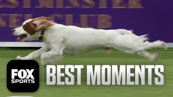 Best Moments of 2026 Masters Agility Championship 🐶 Westminster Dog Show