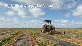 Food supply struggles: COVID-19 crisis forces top producer to close processing plants across US	