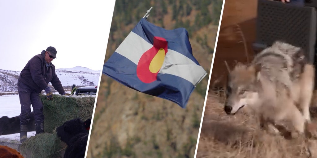 On Colorado’s Western Slope where lifelong ranchers say they’ve been thrown ‘to the wolves’