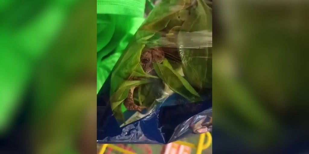 Live frog shows up in shoppers' salad bag