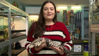 'Lizard in a Blizzard' rescued, recovering after frostbite from winter storm - Fox News