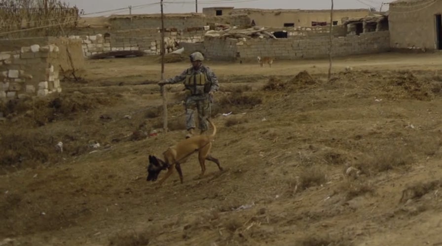 Veteran reunited with military working dog that saved his life