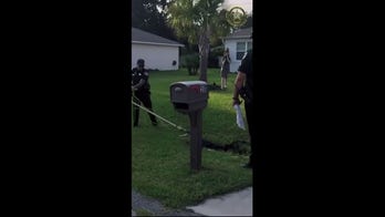 Caught! Alligator captured near child play area