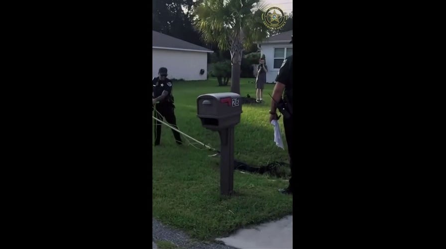 Caught! Alligator captured near child play area
