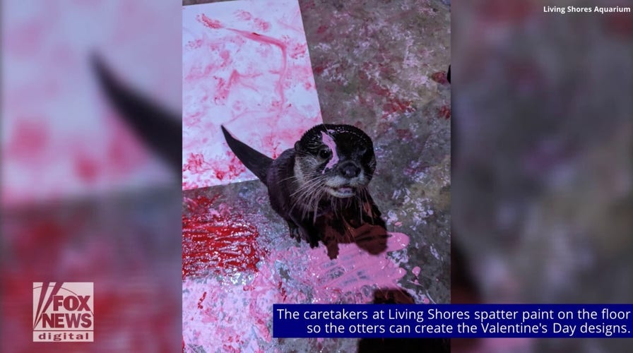 Otters at New Hampshire aquarium ‘paint’ their own Valentines