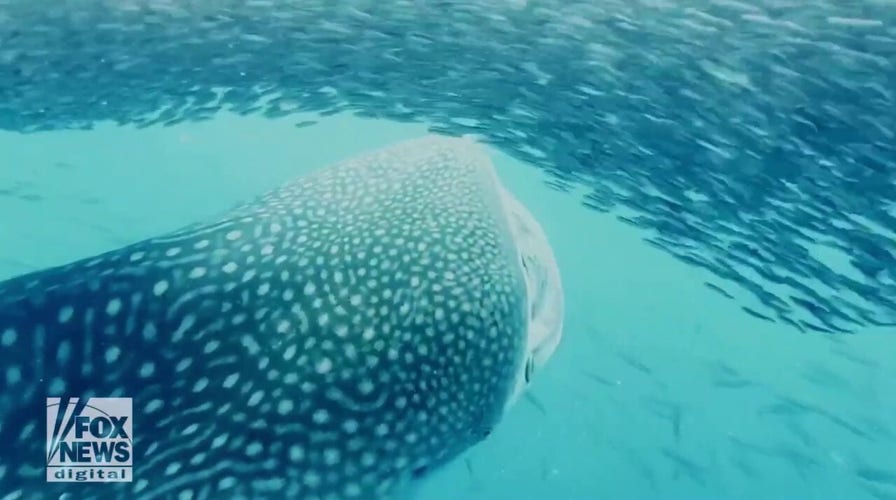 Massive whale shark spotted slurping up fish in Hawaiian waters