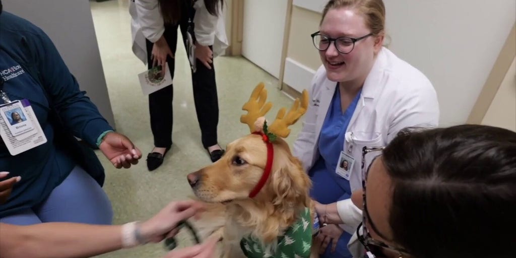 Therapy dog brings Christmas joy to hospital patients