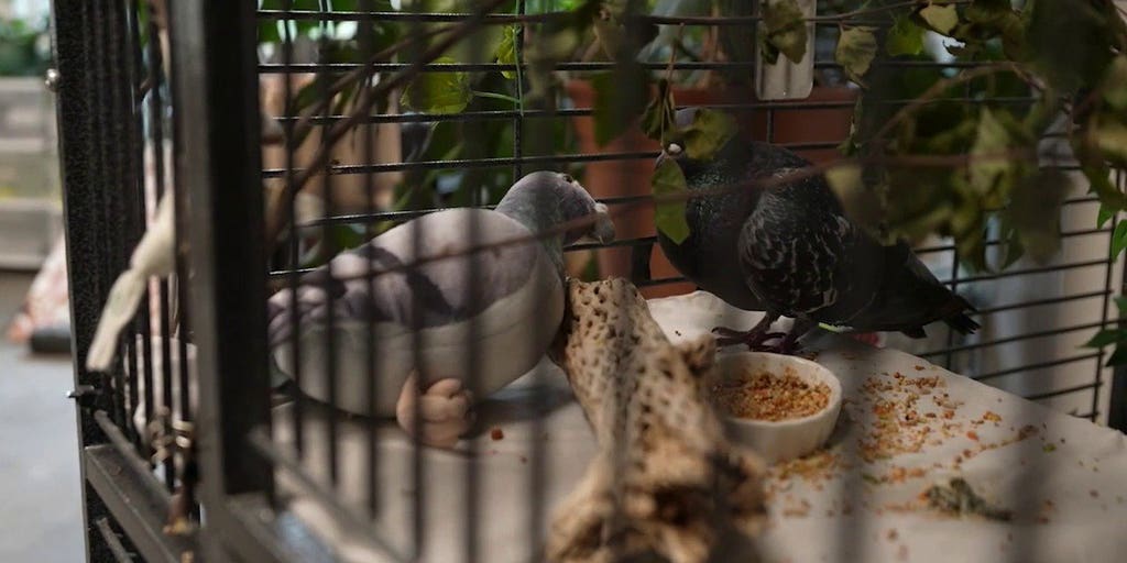 An exclusive look at City Wildlife
