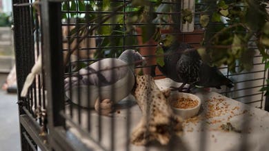 An exclusive look at City Wildlife