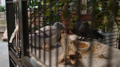 An exclusive look at City Wildlife