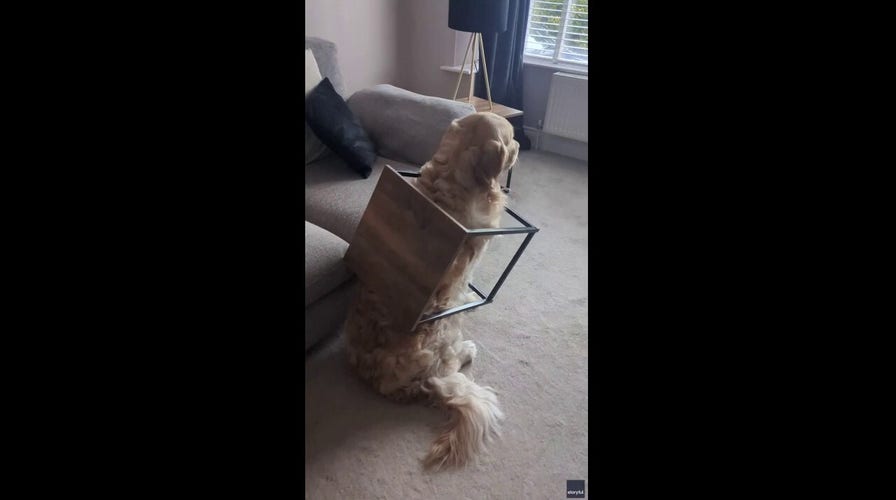 Dog trapped inside coffee table accepts fate while owner is in meetings