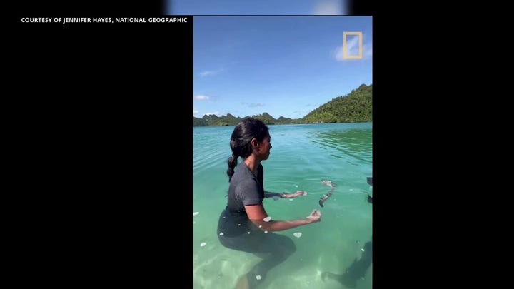 Baby zebra shark is released in Raja Ampat, Indonesia