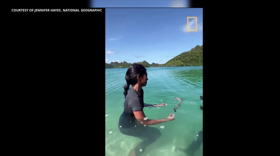 Baby zebra shark is released in Raja Ampat, Indonesia