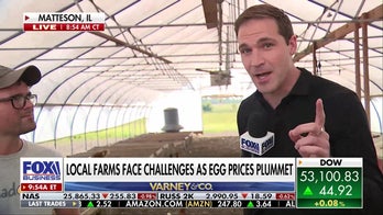 Egg prices CRASH! Farmers STILL losing money