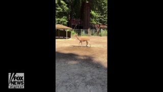  Alpaca cools off with sprinkler at California zoo - Fox News