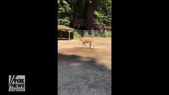  Alpaca cools off with sprinkler at California zoo