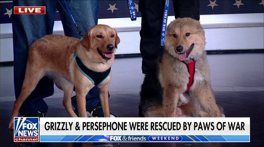Paws of War rescues oversees pets to reunite with veterans ?