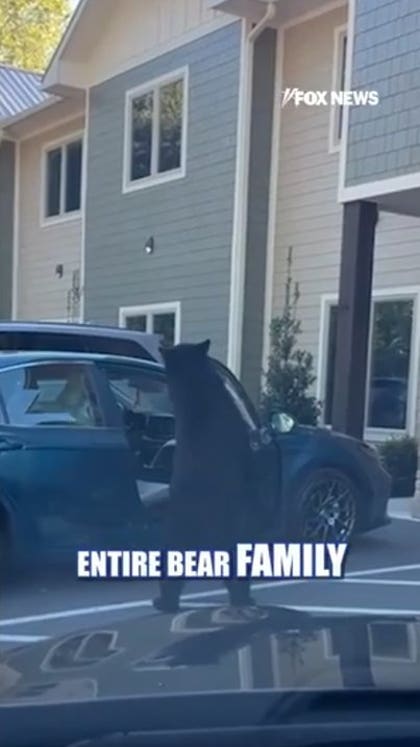 Dangerous bear encounters rise as winter approaches